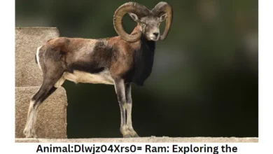 AnimalDlwjz04Xrs0= Ram Exploring the Mystery