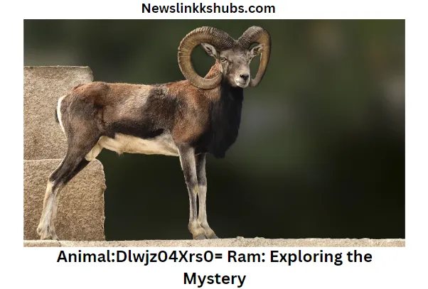 AnimalDlwjz04Xrs0= Ram Exploring the Mystery